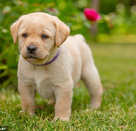 Best Dog Training Techniques